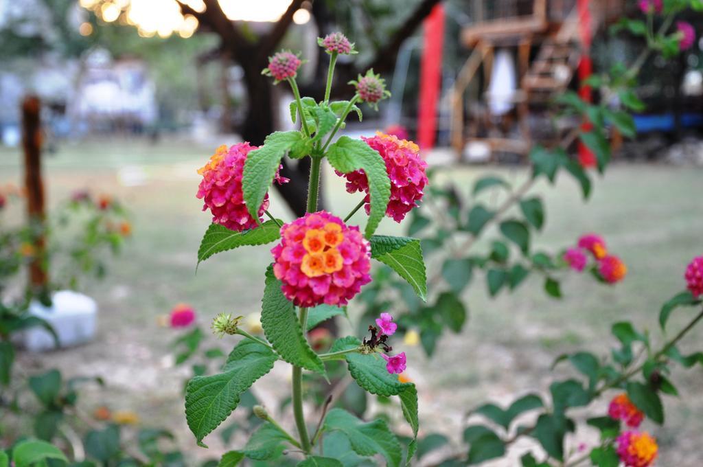 Mursel Garden Hotel Kuşadası Buitenkant foto